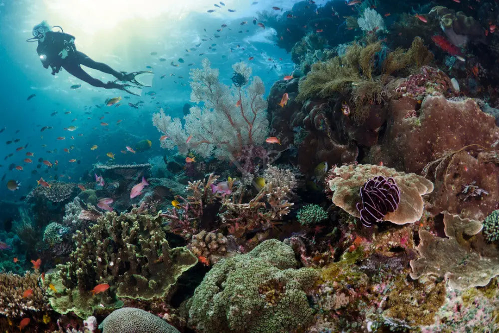 beginner-diver-confined-water-skills-saudi-arabia-xr-explorers