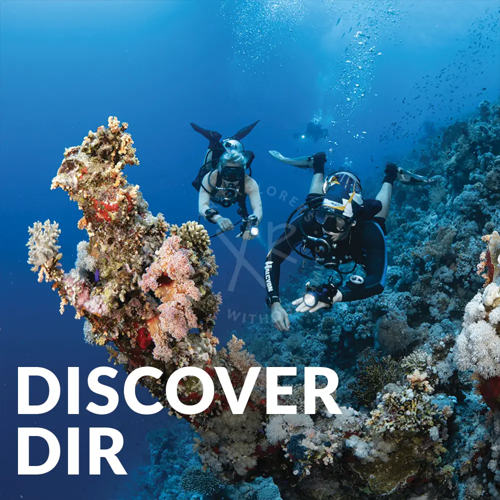 Discover dir diving vibrant coral reef with intricate pink orange white and brown branching structures for underwater exploration