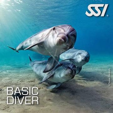 Promotional image for SSI Basic Diver course featuring dolphins with the logo and text 'BASIC DIVER' prominently displayed.