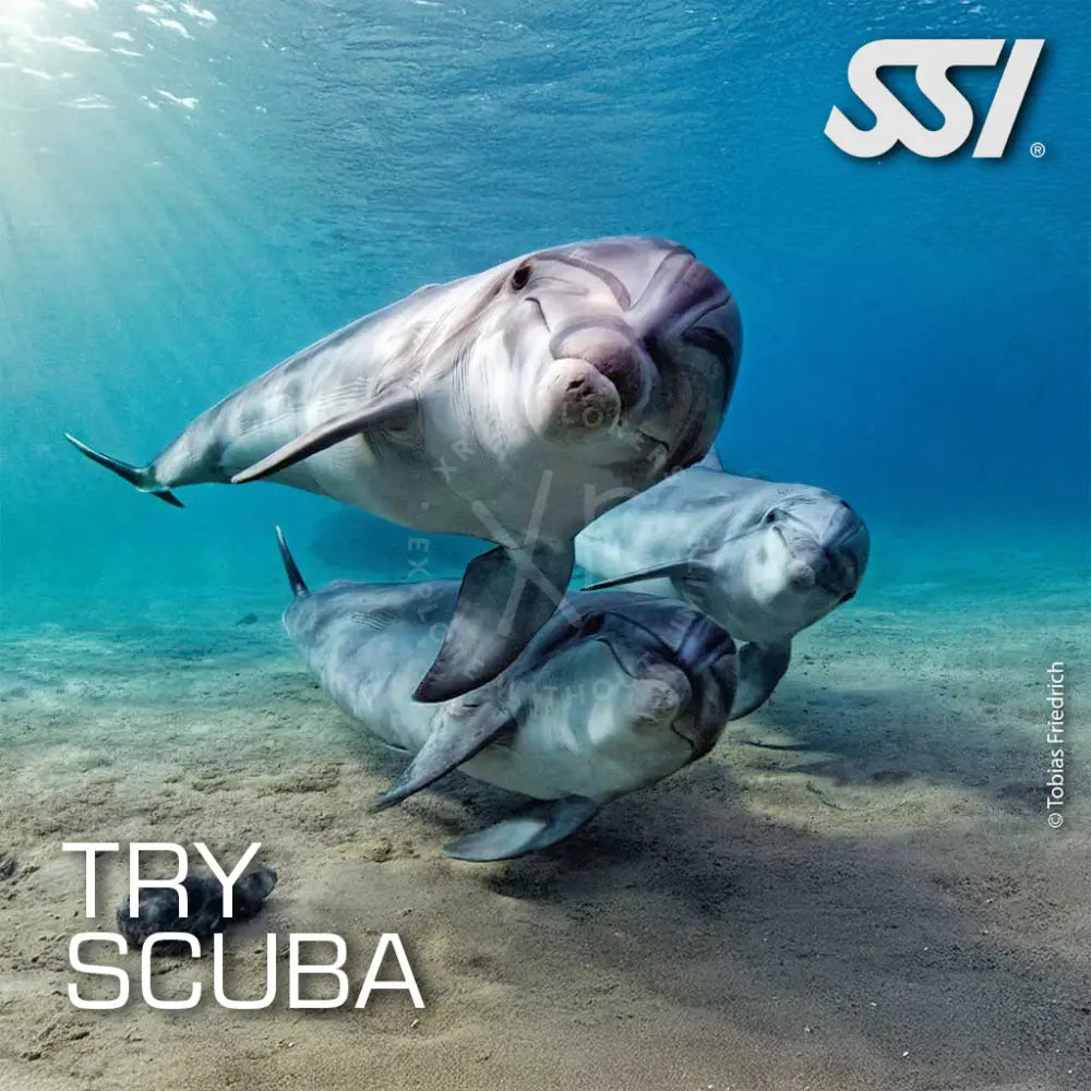 An advertisement for scuba diving with an image of a dolphin and the text 'TRY SCUBA' along with the SSI logo.