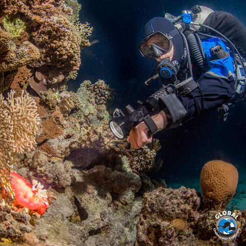 GUE Diver exploring a coral reef with a primary light, wearing GUE equipment configurations and drysuit after performance diver class..